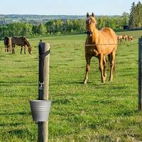 Sangle réglable et stable en nylon pour seau, sangles de remorque pour chevaux, corde de suspension pour seau d'alimentation extérieur, fournitures pour animaux de compagnie