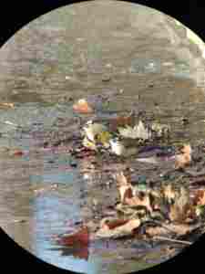 Prisma Bak4 de 25x100 de alta transparencia con soporte de aleación de aluminio de alta resistencia, montaje en U, telescopio astronómico de interior para ver - Product Image 6