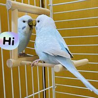 Nouveautés Jouets pour animaux de compagnie Décoration intérieure : Miroir pour perruche, Perchoir avec miroir, Balançoire en bois avec miroir, Accessoires de cage