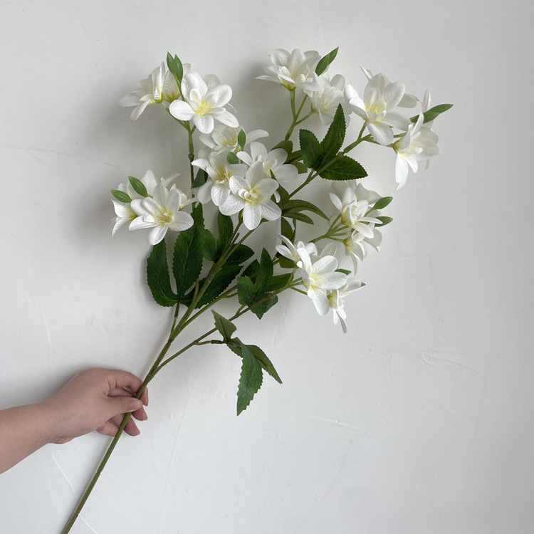 Blanc