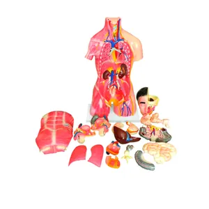 医療用3Dモデル解剖学的解剖学デュアルセックス人間の胴体と頭のモデル