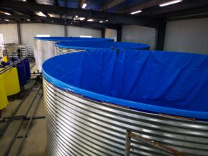 Tanque de <span class=keywords><strong>peces</strong></span> de PVC, acuicultura, hojas galvanizadas, Acuario de <span class=keywords><strong>peces</strong></span> para <span class=keywords><strong>peces</strong></span> Koi/Tilapia/<span class=keywords><strong>Guppy</strong></span> Fish - Product Image 6