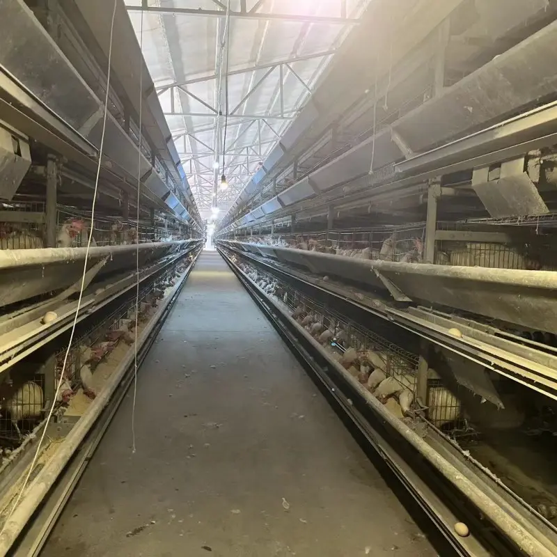 Migliore qualità buon prezzo galline ovaiole allevamento gabbia a batteria a strati di pollo in vendita negli stati uniti d'america