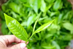 Estratto di Tè Verde <span class=keywords><strong>EGCG</strong></span> in Varie Specifiche, Integratore Alimentare Epigallocatetina Gallato 98% <span class=keywords><strong>EGCG</strong></span> per Proprietà Antiossidanti - Product Image 2