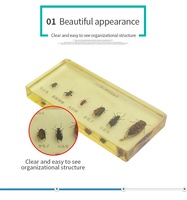 Échantillons de six types de ravageurs : Scarabée à bord saignant, Scarabée rouge, Scarabée de haricot, Cicade, Lycopode, Cicaque, en acrylique transparent multifonctionnel