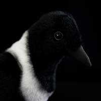 Peluche réaliste de corbeau à col, jouet en peluche doux pour enfants et amoureux des oiseaux