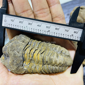 Trilobita <span class=keywords><strong>de</strong></span> Gran Tamaño <span class=keywords><strong>de</strong></span> <span class=keywords><strong>Marruecos</strong></span>, Trilobita Calymenida Enrollada, Fósil <span class=keywords><strong>de</strong></span> Flexicalymene, Espécimen para Colección y Decoración del Hogar - Product Image 6