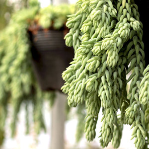 Wholesale Mountain Crest <b>GARDENS</b> Trailing Succulents Live <b>String</b> Plants Cascading Varieties Hanging Planters 2 Inch Pots Diverse - Product Image 2