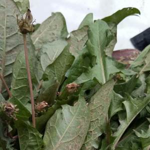 Taraxacum mongolicum地上部からの乾燥モンゴルタンポポハーブの葉 - Product Image 4