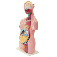 Modelo de Anatomía Humana Unisex de 85 cm, Modelo de Genitales Humanos en Venta