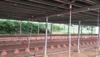 Cage à poulets de type H pour poules pondeuses, cage pour volailles, élevage avicole