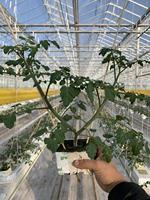 Serre en polycarbonate Venlo de haute qualité - Serre commerciale multi-voûtes avec système de contrôle climatique et culture hydroponique