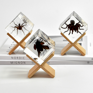 Cubo di Resina con Scorpione Dorato Vero, Insetto Conservato per Uso Educativo e Decorativo e Regalo per Amici - Product Image 6