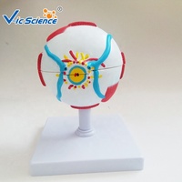 Recurso de enseñanza de ciencias médicas Modelo de anatomía del ojo agrandado Modelo DE EDUCACIÓN anatómica de Ciencias Médicas Modelo de ojo humano
