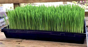 Heavy Duty agricoltura vivaio <span class=keywords><strong>in</strong></span> plastica vassoi piatti per Microgreens piante <span class=keywords><strong>di</strong></span> <span class=keywords><strong>fiori</strong></span> vegetali piantina <span class=keywords><strong>di</strong></span> <span class=keywords><strong>semi</strong></span> <span class=keywords><strong>di</strong></span> coltivazione vassoio <span class=keywords><strong>di</strong></span> stoccaggio - Product Image 2