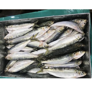 <span class=keywords><strong>Sardinas</strong></span> Congeladas, Pescado Fresco Congelado, Entero y Redondo, IQF, 100-200g, 200-300g, Empaque en Caja a Granel - Product Image 1