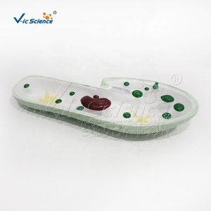 แบบจำลองกายวิภาคพาราเมเซียม 3 ส่วน แบบตัดตามยาว อุปกรณ์ช่วยสอนวิชาชีววิทยา แบบจำลองพิราโทโซอามาตรฐาน - Product Image 2