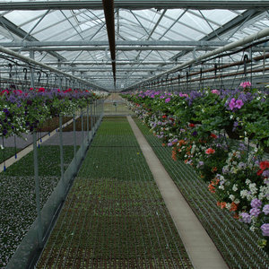 Chine <span class=keywords><strong>Jardin</strong></span> utilisé agriculture <span class=keywords><strong>verre</strong></span> vert maison <span class=keywords><strong>serre</strong></span> à ossature <span class=keywords><strong>en</strong></span> acier à vendre - Product Image 2