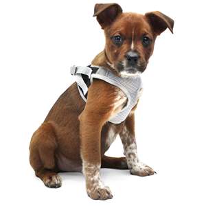 สายจูงสุนัขที่มีชีวิตชีวาสีดำสไตล์ห่อขนาดเล็กพิเศษ - Product Image 2