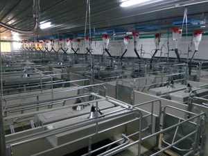 Système de caisse de mise bas moderne en acier galvanisé Rampes réglables Conception anti-écrasement Complet Automatique 20-25 ans de service Porc - Product Image 6