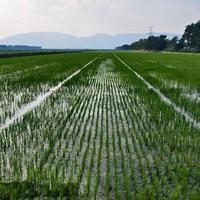 Semoir direct pour riz, sans pépinière, sans repiquage, économie de temps et d'argent, taux de germination élevé