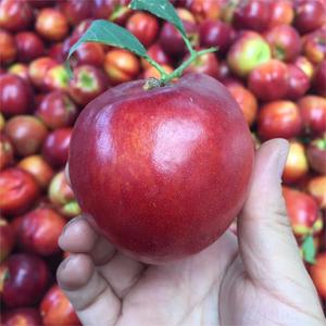 Các Nhà Sản Xuất Giá Tươi Mật Hoa Ngọt Ngào Mật Hoa Kích Cỡ Khác Nhau Mật Hoa - Product Image 3