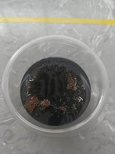 مركز نكهة التمر الهندي السائل، خلاصة فاكهة للمشروبات الغازية، عصير مستخلص التمر الهندي في زجاجات، معتمد من نظام تحليل المخاطر ونقاط التحكم الحرجة (HACCP) للأغذية - Product Image 5