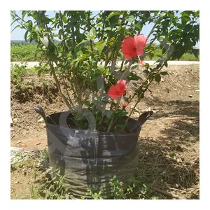 HOKBG agricolo all'ingrosso all'aperto azienda agricola 45 50 200 gallone grande PP tessuto piante nere giardino coltivano borsa per ibisco
