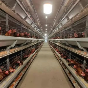 鶏小屋カスタムデザイントップ4層動物ケージ-メーカーから直接新しい状態120容量 - Product Image 4