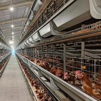 Vente en gros de cages à poulets intelligentes de type H avec système d'alimentation et d'abreuvement entièrement automatique, système de nettoyage des excréments, personnalisé pour les poulets