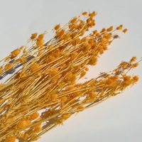 Fleur de Teasel Dipsacus naturelle et éternelle, séchée et préservée, fabriquée en usine au Yunnan, colorée, pour la Fête des Mères, centre de table de mariage, coffret cadeau