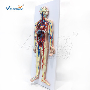 VIC011 Modelo del Sistema Circulatorio Humano, Material Didáctico para la Anatomía de los Órganos Internos y Demostración de Vasos Sanguíneos - Product Image 1
