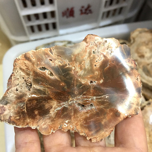 Plaque de bois pétrifié en pierre naturelle de haute qualité, tranche de xylopal pour sous-verre, en vente - Product Image 4