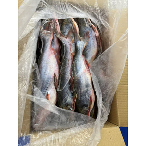 Super Whole Round Pangasius Fish Vida útil 24 meses de Vietnam Frozen Basa Fish Wholesale - Product Image 6