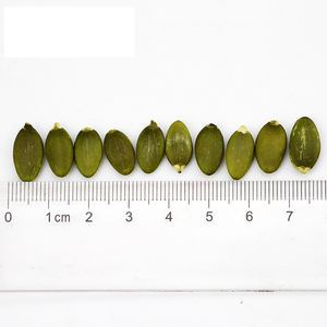 Mini culture origine racine intérieure de mongolie, g, graines de <span class=keywords><strong>citrouille</strong></span>, d'oxygène de mongolie, à <span class=keywords><strong>prix</strong></span> bas - Product Image 3