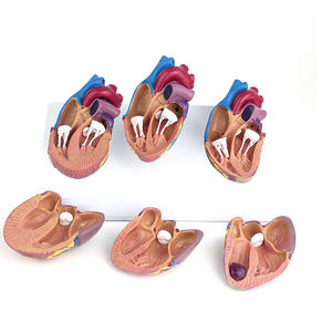 Model penyakit jantung medis 3 buah, Model anatomi jantung manusia ukuran alami, organ Sains jantung pendidikan - Product Image 3
