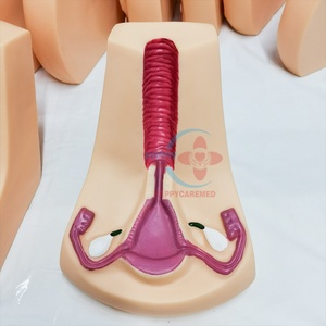 Modèle d'entraînement médical HC-S328 pour la contraception intra-utérine féminine et le modèle d'entraînement au DIU - Product Image 2
