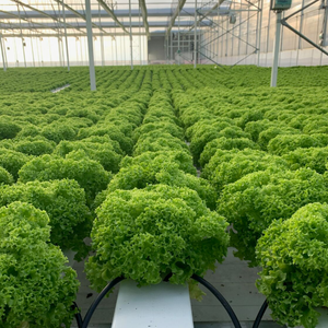 Serres agricoles Hydroponique Gully Agriculture verticale Gouttière Smart Garden NFT Grow - Product Image 5