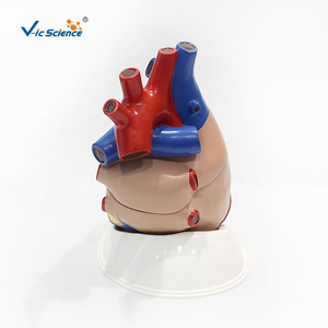Modèle d'anatomie cardiaque VIC3304, modèle de cœur 5 fois plus grand, modèle pédagogique médical de cœur naturel grandeur nature (Médical) - Product Image 2