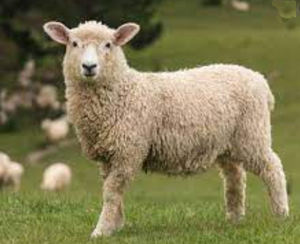 뜨거운 판매 양 태반 펩타이드 분말 양 태반 추출물 판매 500mg 양 태반 캡슐 - Product Image 3