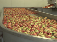 Hotselling industriële automatische avocado sorteermachine met hoge efficiëntie LIJIE LJWS-1000 380V multifunctioneel