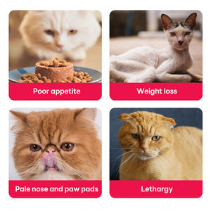 OEM ODM 동결건조 토끼 혈액 및 간 포뮬러 고양이 보충제 - 식욕 부진 개선, 매우 맛있는 영양 간식 - Product Image 5