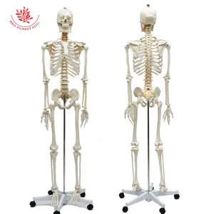 FRT001 170cm Vida em Tamanho Esqueleto Modelo Humano Vida Tamanho Incluem Sistema Nervoso Rolling Stand Estudo Médico e Display Poster