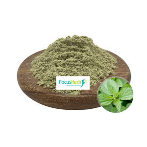 FocusHerb Promotion : Poudre d'extrait de feuille d'ortie biologique NOP & UE de qualité alimentaire, 80 Mesh, extraite par solvant - Product Image 2