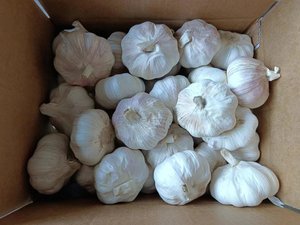 <span class=keywords><strong>Ail</strong></span> frais chinois Alho pour la vente en gros de légumes frais Prix usine <span class=keywords><strong>Ail</strong></span> <span class=keywords><strong>blanc</strong></span> <span class=keywords><strong>ou</strong></span> <span class=keywords><strong>violet</strong></span> frais pour 4.0 4.5 5.0 5.5 CM Taille - Product Image 6