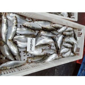 <span class=keywords><strong>Sardinas</strong></span> al por Mayor a Bajo <span class=keywords><strong>Precio</strong></span>, <span class=keywords><strong>Sardinas</strong></span> Enteras Redondas IQF, <span class=keywords><strong>Sardinas</strong></span> a Granel en el Comercio <span class=keywords><strong>de</strong></span> China - Product Image 6