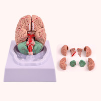 Modelo anatómico de cerebro humano de Venta caliente modelo de cerebro desmontable con arteria cerebral