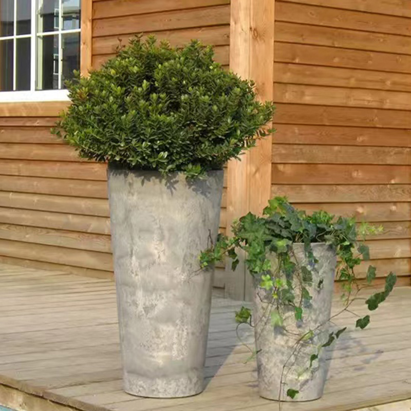 raspberry plants in pots 'Yummy' Patio Raspberry Plant