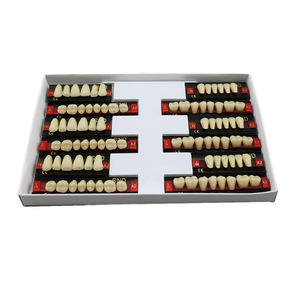 ฟันปลอมสังเคราะห์ฟันเรซินเทียม2ชั้น - Product Image 4