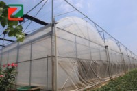 Serre en film multi-spans reliés, adaptée à plusieurs applications de plantation
